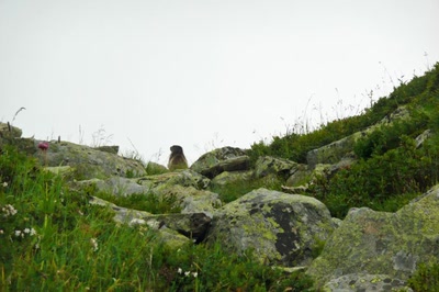 Résultat de recherche: Massif du Mont-Blanc (Balcon Nord)