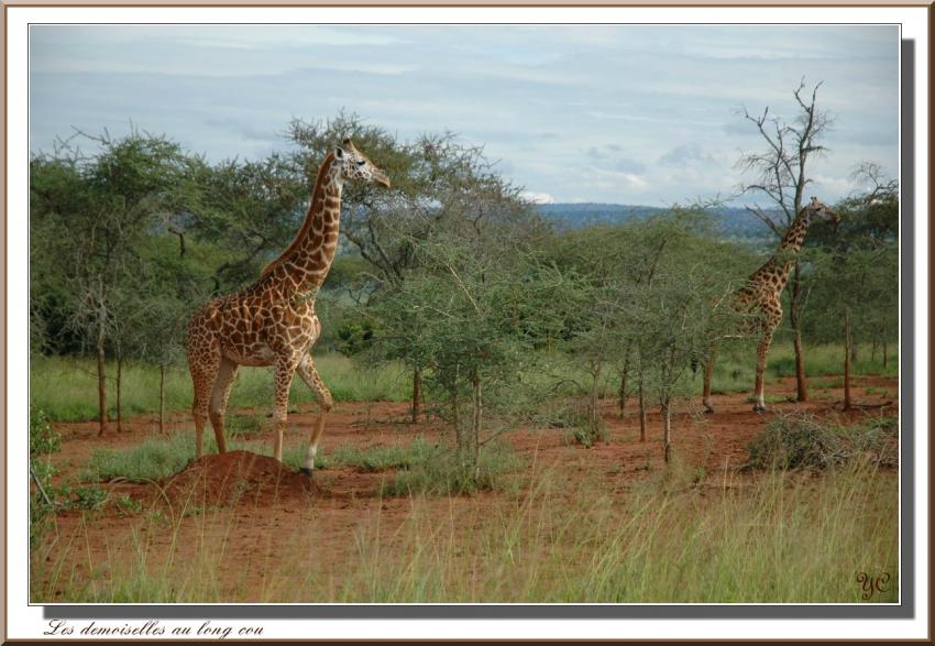 Les demoiselles au long cou