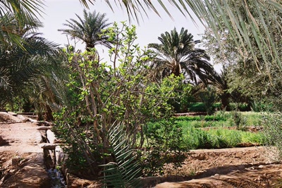 Résultat de recherche: Aux Portes du Désert