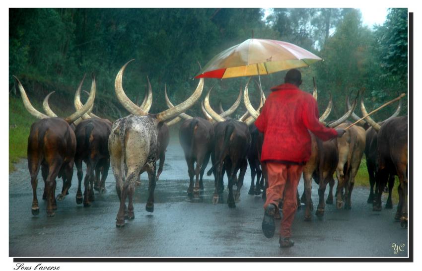 La fierté des Tutsis