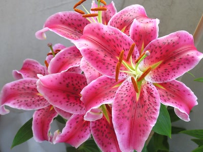 Résultat de recherche: Divers