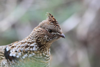 Œuvre de Doc55: Perdrix