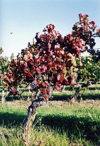 Résultat de recherche: La Vigne ( Entre-deux-Mers)