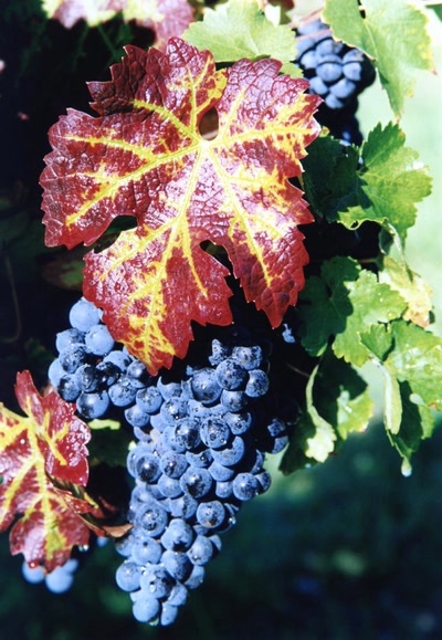 Résultat de recherche: La Vigne ( Entre-deux-Mers )