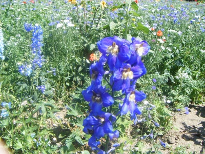 Résultat de recherche: Divers