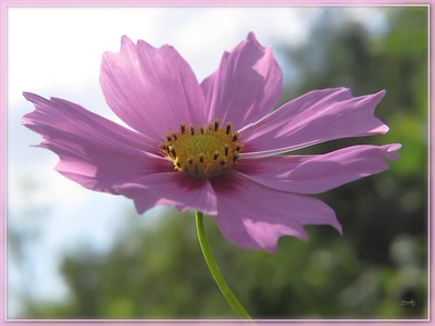 Œuvre de Zvrki: Fleur cosmos 7810