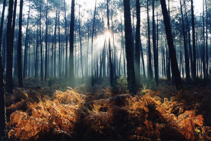 Lac de Léon ( Landes)