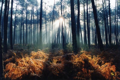 Lac de Léon ( Landes)