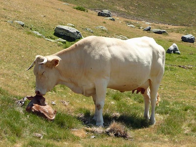 Résultat de recherche: Massif du Néouvielle (Htes Pyrénées)