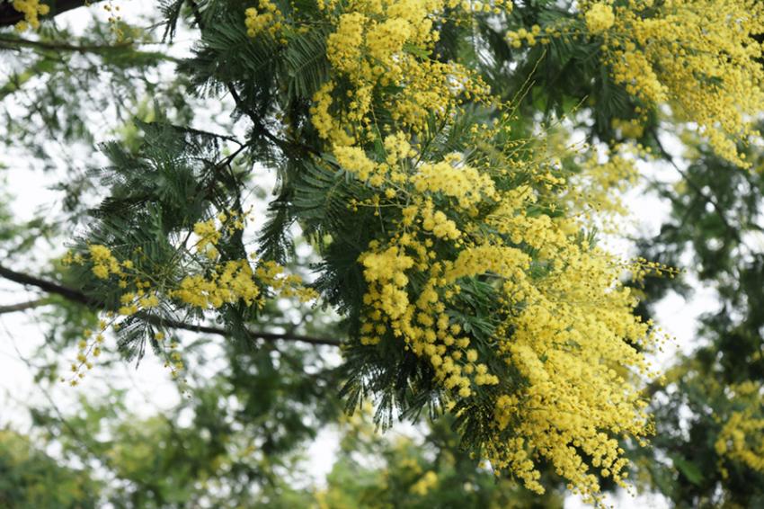 Presqu'île du Cap-Ferret