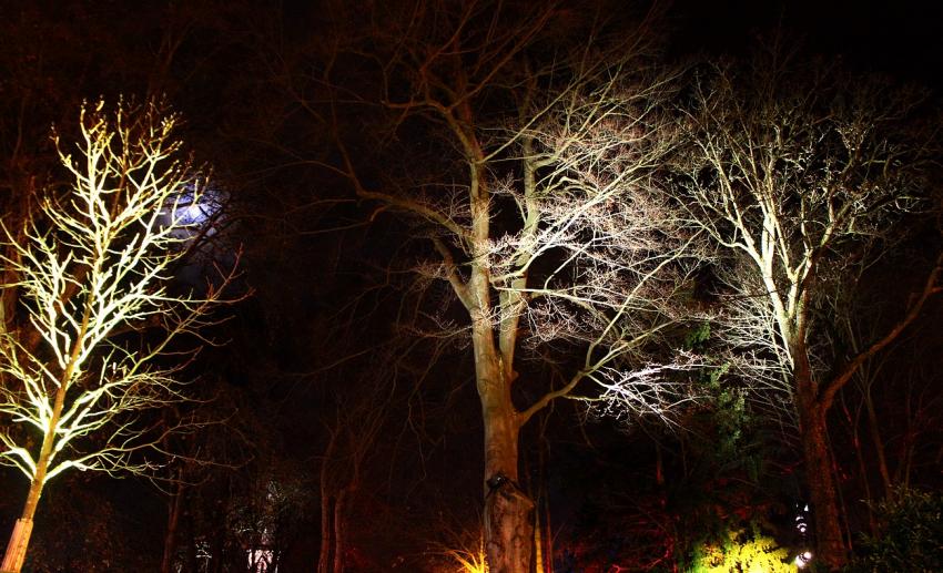 La forêt enchantée (2)