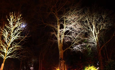 La forêt enchantée (2)