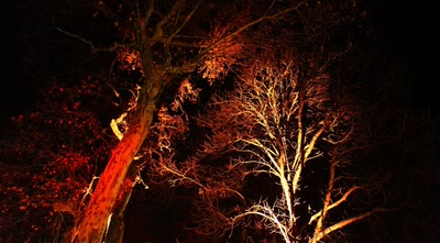 La forêt enchantée (3)