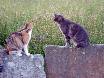 Résultat de recherche: Les Chats