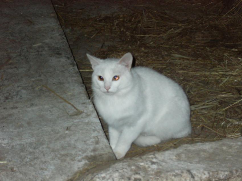 gros blanc le chat