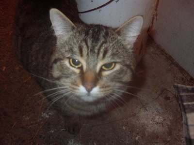 Œuvre de kiki-fait: Raton