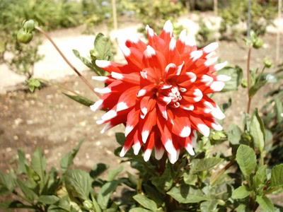 Œuvre de LOFILI: fleurs