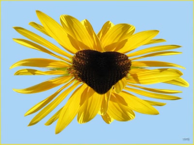 Résultat de recherche: Tournesols