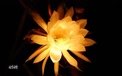 Résultat de recherche: belles de nuit