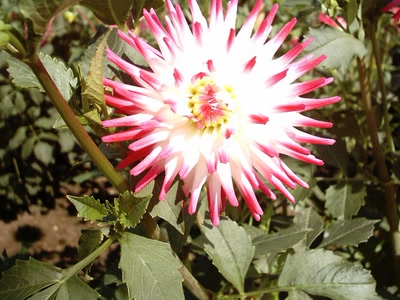 Œuvre de LOFILI: fleurs