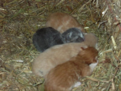 Résultat de recherche: chatons