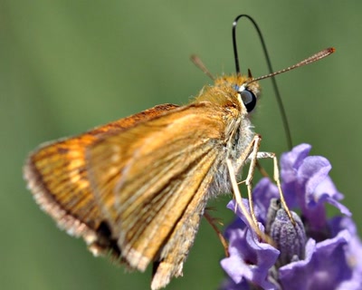 Résultat de recherche: butinage
