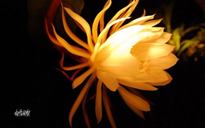 Résultat de recherche: belles de nuit