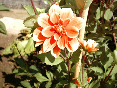 Œuvre de LOFILI: fleurs