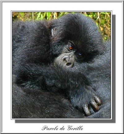 Œuvre de Chasseur de Temps: Je voulais vous dire - Parole de Gorille