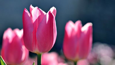 Résultat de recherche: symphonie en rose et gris