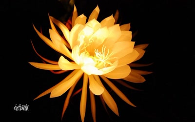 Résultat de recherche: belles de nuit