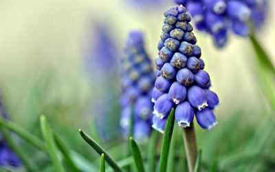 Résultat de recherche: Printemps 2010