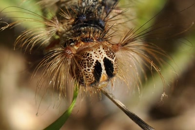 Résultat de recherche: chenille à couettes