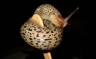 Œuvre de tetedelinotte: souplesse...