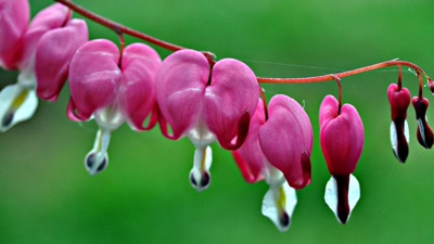 Œuvre de tetedelinotte: coeurs en grappe