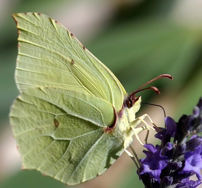 Résultat de recherche: citron et lavande