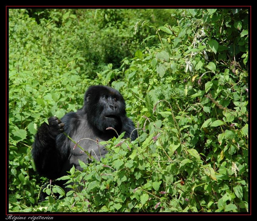 Je voulais vous dire - Régime végétarien