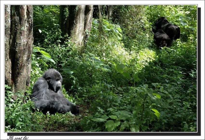 Je  voulais vous dire - Gorilles de montagne