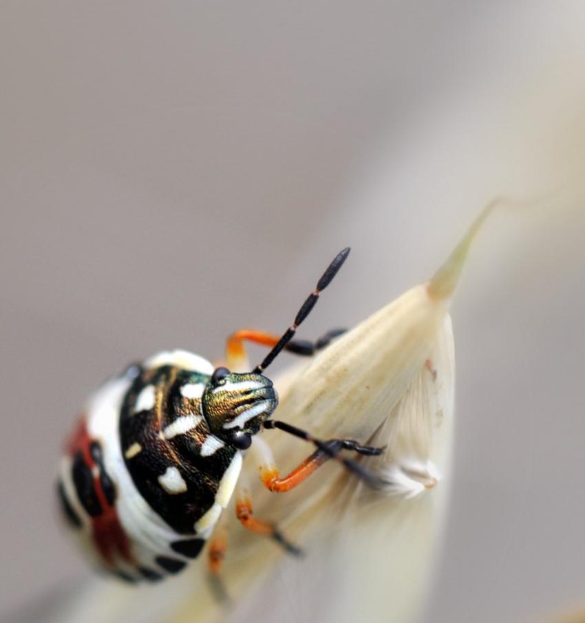 été 2010 : un bien bel habit...