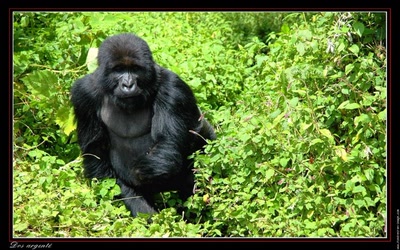 Œuvre de Chasseur de Temps: Je voulais vous dire - Dos argenté