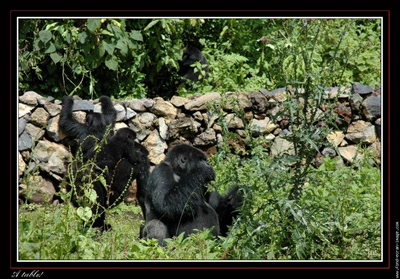 Œuvre de Chasseur de Temps: Je voulais vous dire - Gorilles à table