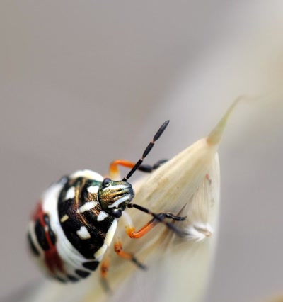 Résultat de recherche: été 2010 : un bien bel habit...