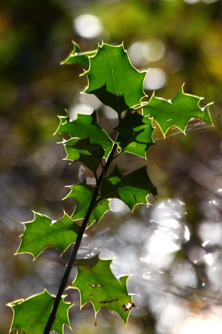 Feuilles de houx