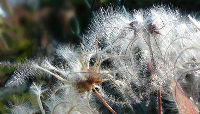 Automne 2010 plumetis de clématite ou chevrefeuill