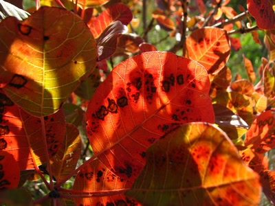 Résultat de recherche: Feuilles de l'arbre à perruques 