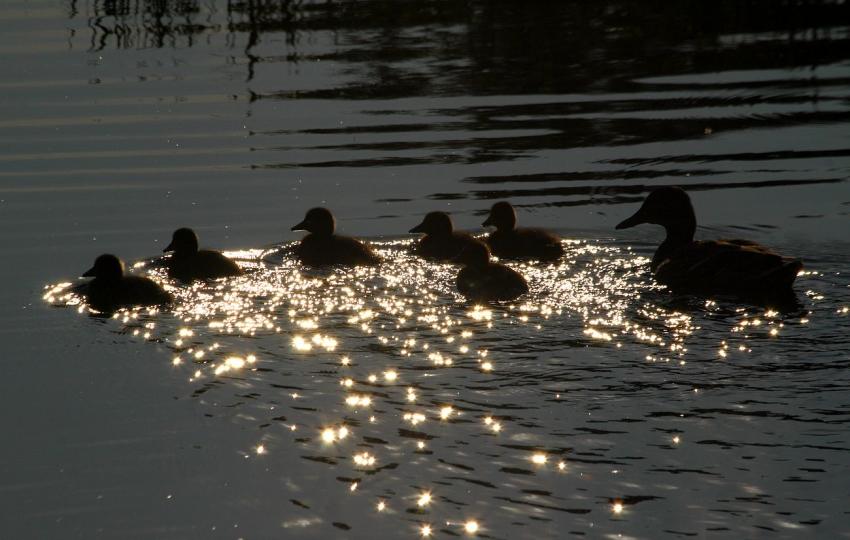 Allez... Les petits !