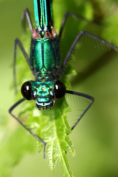 T'as de gros yeux tu sais ? C'est pour mieux te vo