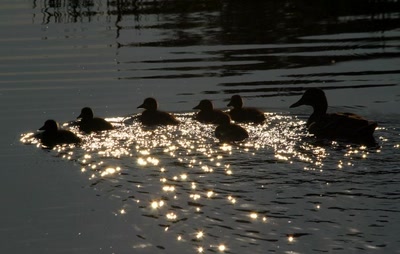Allez... Les petits !