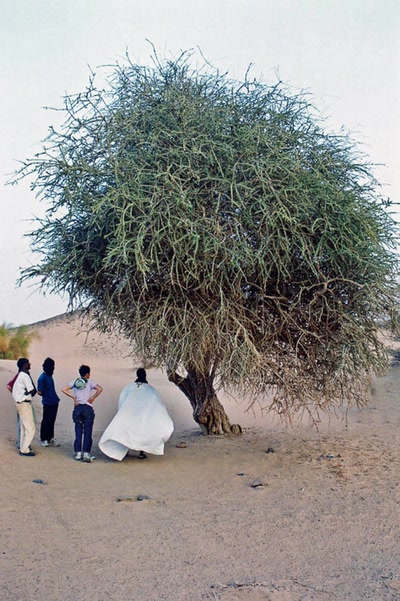 Sur les traces de Théodore Monod