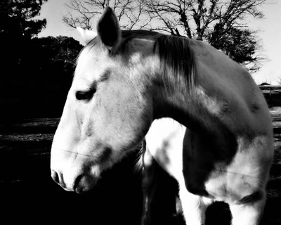 Il est également l'ami de l'homme...